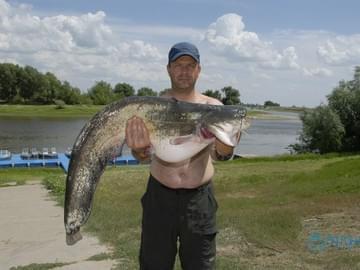 Рыбалка на Волге, сом 7 кг, лето 2016