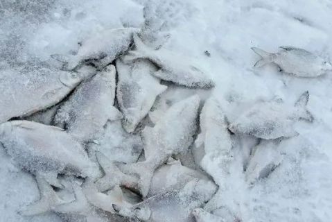 Зимняя рыбалка 2025-2026