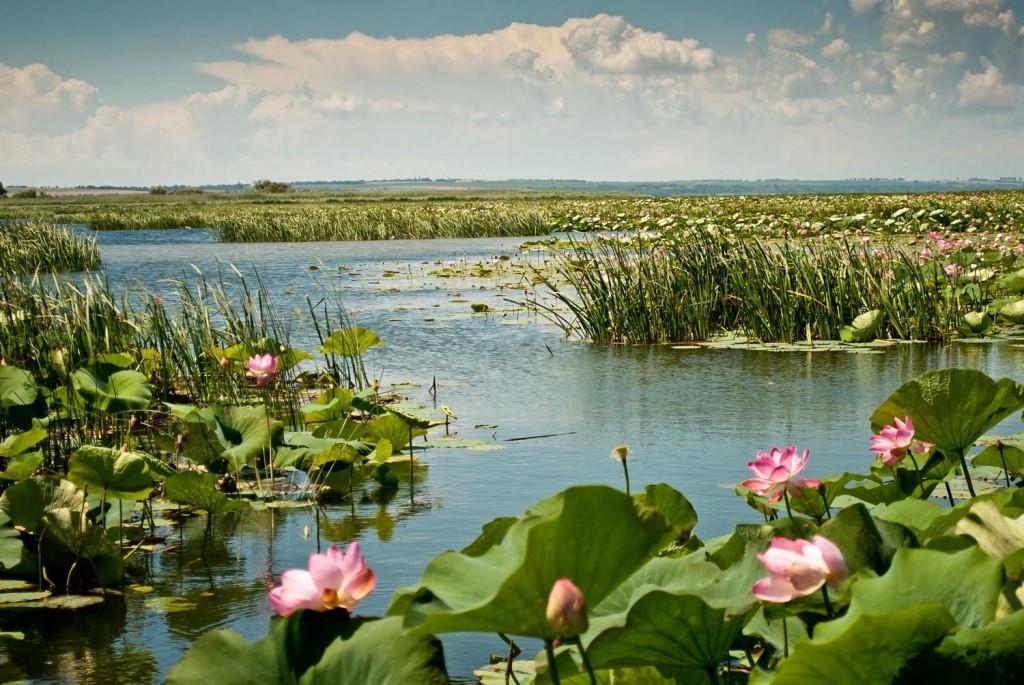 Фото Астраханской Природы