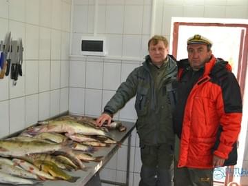 Обработка улова после рыбалки в Астрахани. Окуни, щуки, судаки, сазаны от 300 гр. до 3,5 кг.