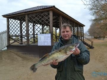Судак 2,1 кг. Рыбалка на Волге, Ерик Казачий (ноябрь 2015).