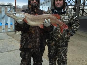 Рыбалка в Астрахани. Щука 8 кг (ноябрь 2015)