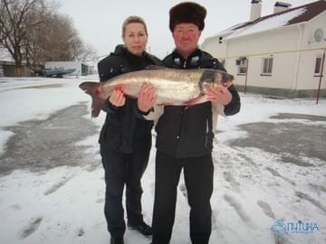 Рыбалка на Волге (зима 2015, толстолобик)