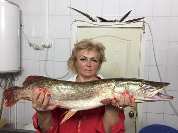 Трофейная рыба (Рыбалка на Волге, Сентябрь 2018)