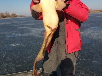 Сом (рыбалка на Волге, База «Путина»)