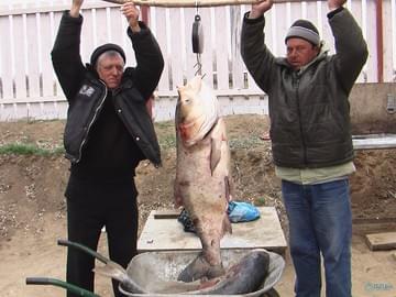 Рыбалка в Астраханской области (2009, трофей)