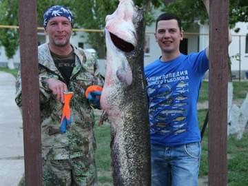 Сом, 28 кг, Нижняя Волга, лето 2017
